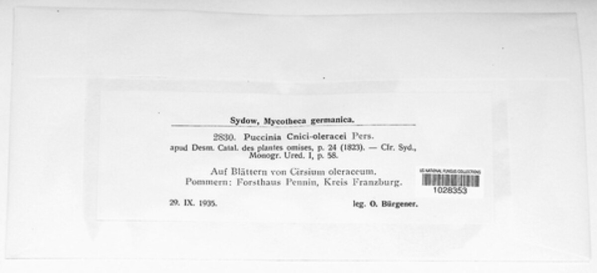 Puccinia cnici image